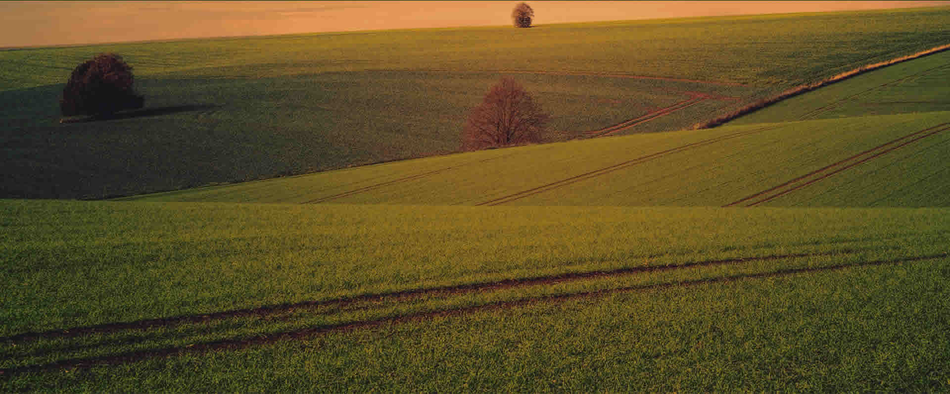 Drone fumigando campo